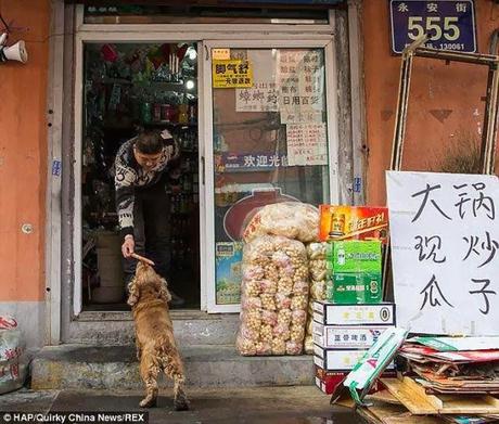 El perro que pide dinero... y se va de compras. 