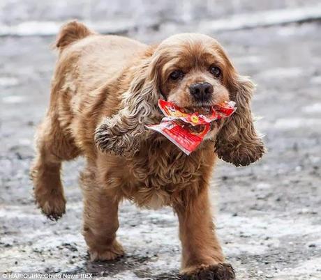 El perro que pide dinero... y se va de compras. 