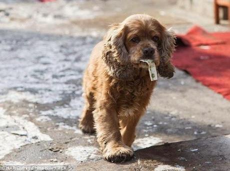 El perro que pide dinero... y se va de compras. 