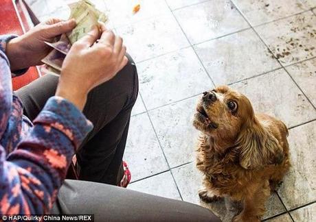El perro que pide dinero... y se va de compras. 