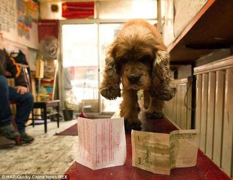 El perro que pide dinero... y se va de compras. 