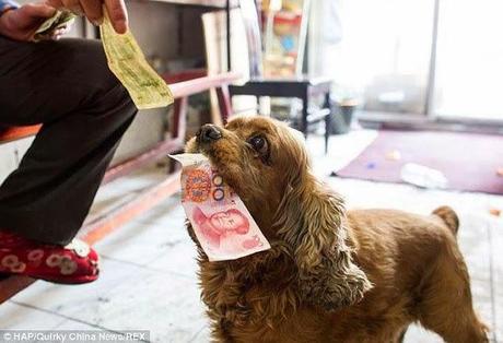 El perro que pide dinero... y se va de compras. 