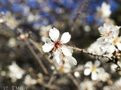 Almonds tree