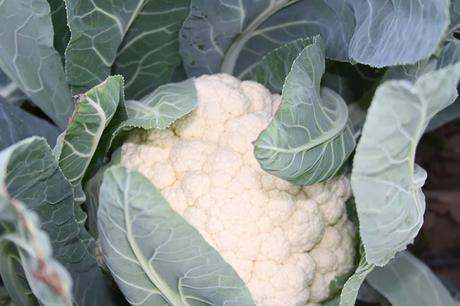 COLIFLOR TEMPLADA CON QUESO DE CABRA Y CAMEMBERT