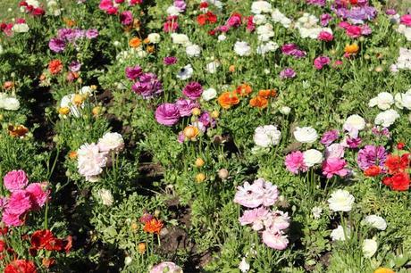 W.I.W: navajo jacket & hat