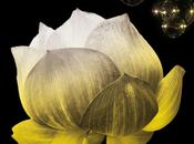 Adivina quien soy, Megan Maxwell