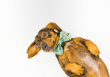 MERCADO CENTRAL DEL DISEÑO