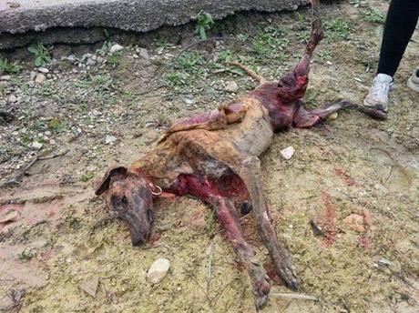 GALGO DESOLLADO. Él YA NO NECESITA NADA, NI AYUDA, NI ACOGIDA, NI ADOPCIÓN....ACTUALIZACIÓN.