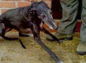 Galaxy, galguita rescatada galguero. (Madrid)