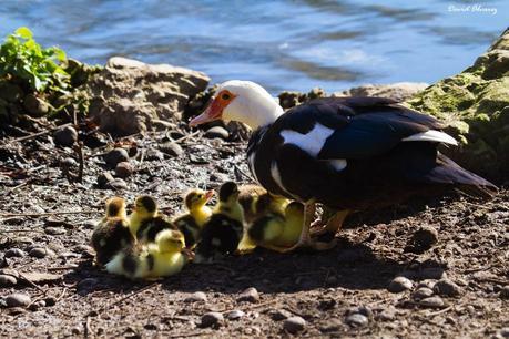 ¿Existe la empatía entre los animales? ¿Existe la empatía entre los animales?