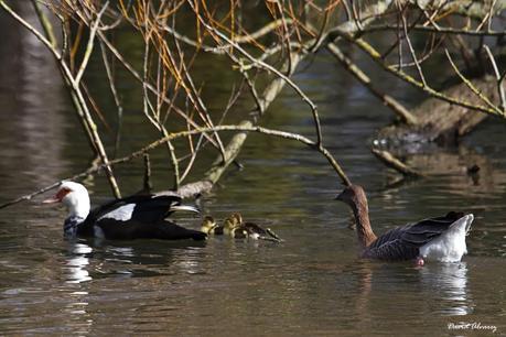 ¿Existe la empatía entre los animales? ¿Existe la empatía entre los animales?