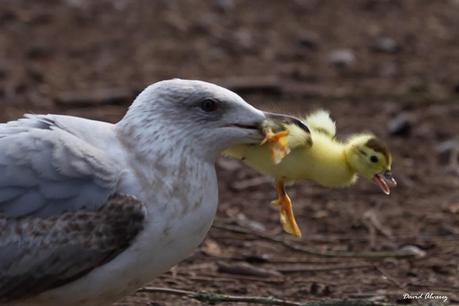 ¿Existe la empatía entre los animales? ¿Existe la empatía entre los animales?