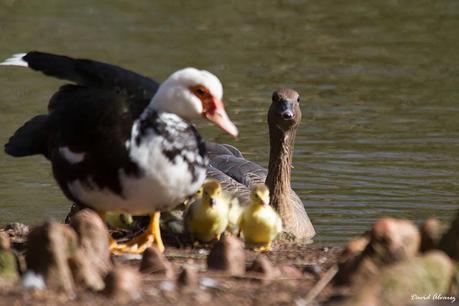 ¿Existe la empatía entre los animales? ¿Existe la empatía entre los animales?