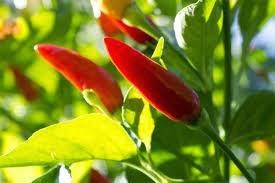 Las especias y sus diferentes propiedades terapéuticas