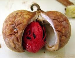 Las especias y sus diferentes propiedades terapéuticas