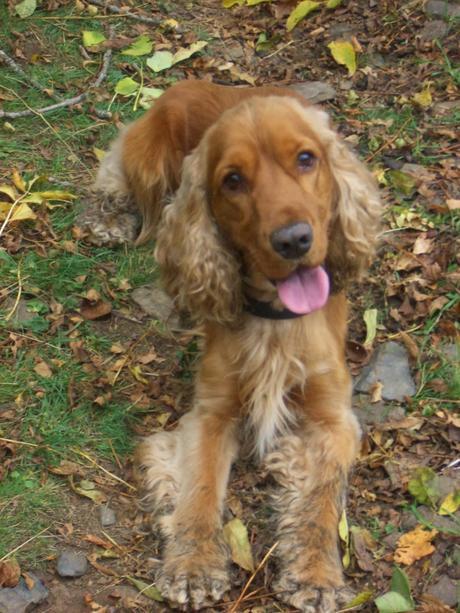 Cupcakes de limón y frambuesa Cupcakes de limón y frambuesa