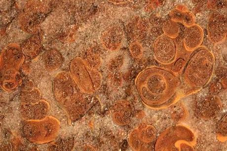 Coelostylina werfensis y Polygyrina gracilior