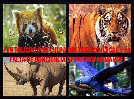 TRAFICO DE ANIMALES ¨CRUEL PRACTICA¨