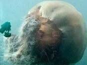 medusa melena león,la grande mundo
