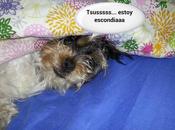 Estamos Agustito XXXI. Tsusssssssss... escondiaaa