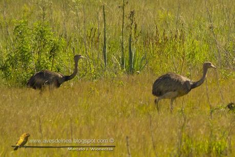 Ñandú (Greater Rhea) Rhea americana