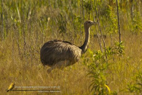 Ñandú (Greater Rhea) Rhea americana