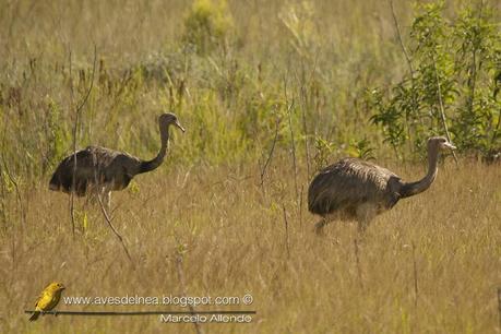 Ñandú (Greater Rhea) Rhea americana