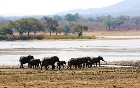 Parque liwonde malawi2jpg