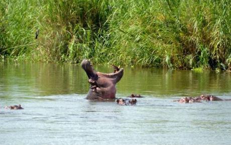 Parque liwonde Malawi