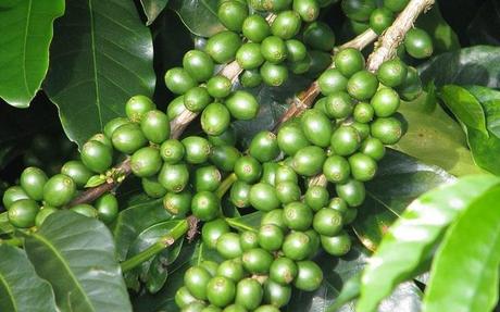 El café verde para adelgazar