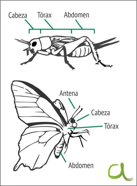 Insectos de película: cine y entomología o ‘viceversa’