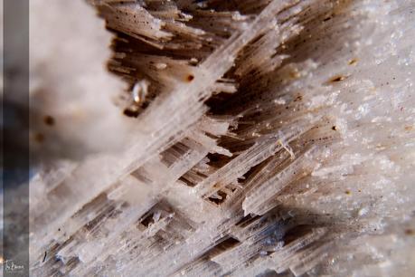 Macros con una ampliación x10 Macros con una ampliación x10