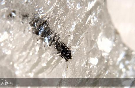 Macros con una ampliación x10 Macros con una ampliación x10