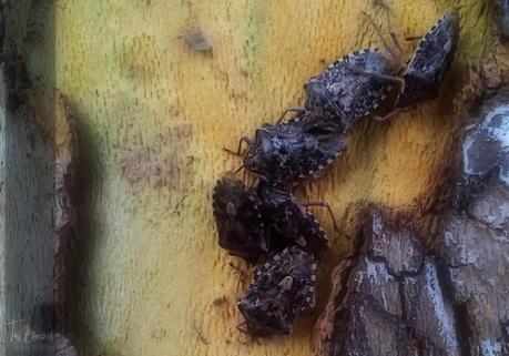 No se necesita una buena cámara para sacar buenas fotos