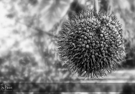 No se necesita una buena cámara para sacar buenas fotos