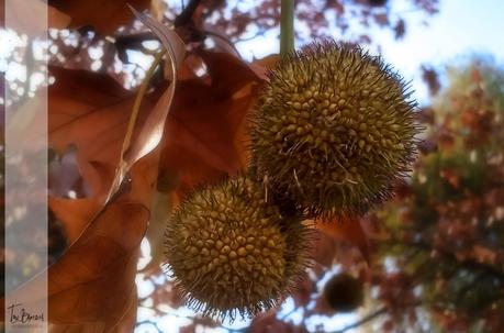 No se necesita una buena cámara para sacar buenas fotos