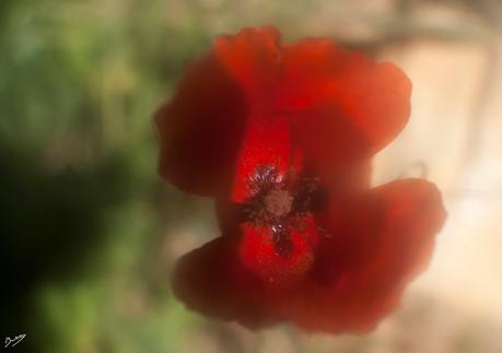 De pruebas con un objetivo analógico Helios-44 2/58 + Teleconversor Solidex x0.6 angular + filtro Hama Whirlpool Margin