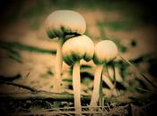 toque nostálgico fotografías pocos pasos