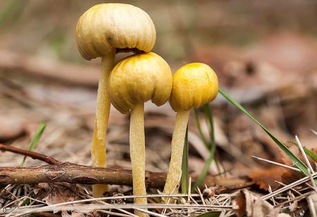 Descubriendo los placeres de usar objetos inteligentes en Photoshop