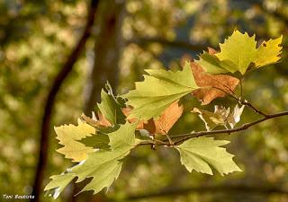 Colores de Otoño