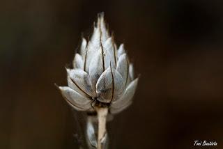 La perfección de la sencillez, fotografía macro