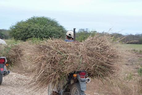 Artesanías en Palo Santo, de las comunidades Wichis