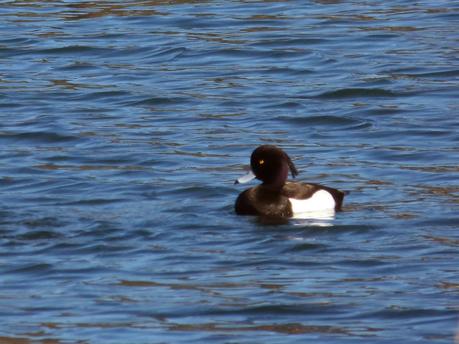 CRECIENDO ENTRE PÁJAROS Y PAJAREROS
