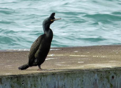CRECIENDO ENTRE PÁJAROS Y PAJAREROS