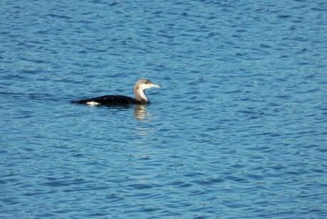 CRECIENDO ENTRE PÁJAROS Y PAJAREROS