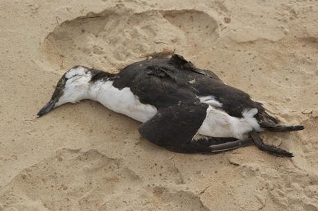 CRECIENDO ENTRE PÁJAROS Y PAJAREROS