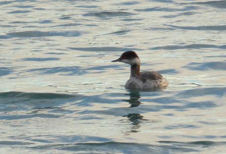 CRECIENDO ENTRE PÁJAROS Y PAJAREROS