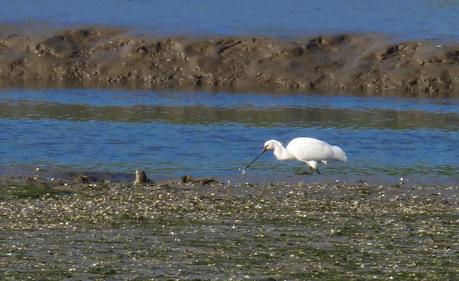 CRECIENDO ENTRE PÁJAROS Y PAJAREROS