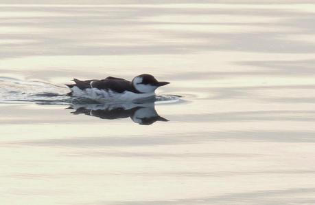 CRECIENDO ENTRE PÁJAROS Y PAJAREROS