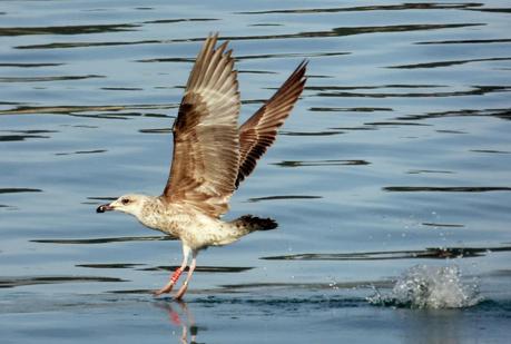CRECIENDO ENTRE PÁJAROS Y PAJAREROS